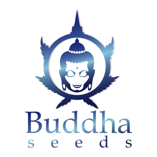 buddha seeds